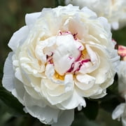Easy to Grow Peony Festiva Maxima 1 Plant Root Division, Spring Zones 3-8