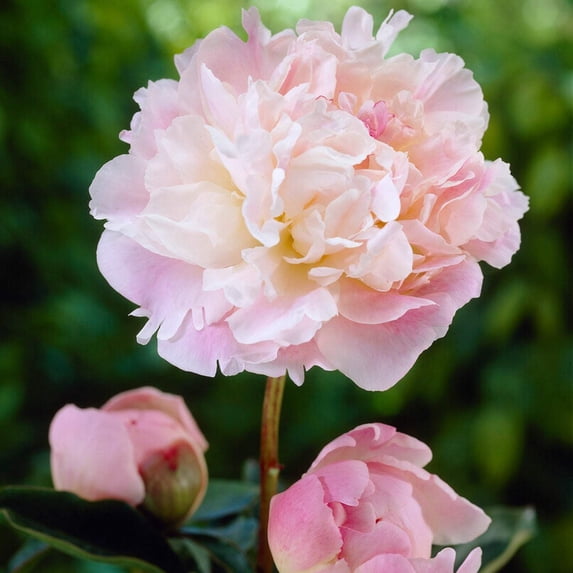 Easy to Grow Peony Lady Alexandra Duff 1 Plant Root Division, Spring Zones 3-8