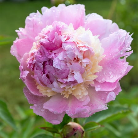 Easy to Grow Peony Raspberry Sundae 1 Plant Root Division, Spring Zones 3-8