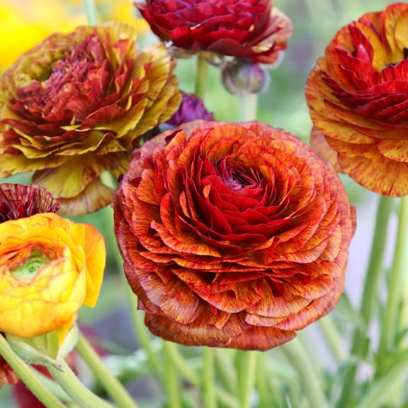 Easy to Grow Ranunculus Cafe 10 Buttercup Plant Bulbs Spring Flowers Zones 8-10