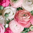 thumbnail image 1 of Easy to Grow Ranunculus Pastel 30 Buttercup Plant Bulbs Spring Flowers Zones 8-10, 1 of 1
