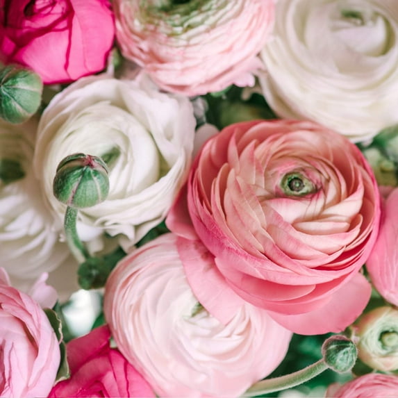 Easy to Grow Ranunculus Pastel 30 Buttercup Plant Bulbs Spring Flowers Zones 8-10