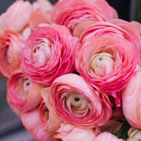Ranunculus Buttercups Pink 10 Bulbs, Spring Planting, Light Pink Flowers
