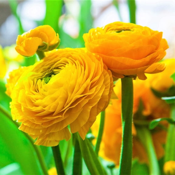 Easy to Grow Ranunculus Yellow 10 Buttercup Plant Bulbs Spring Flowers Zones 8-10