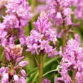 thumbnail image 1 of Easy to Grow Spanish Bluebells Pink 10 Plant Bulbs, Flowers Spring Zones 3-8, 1 of 6