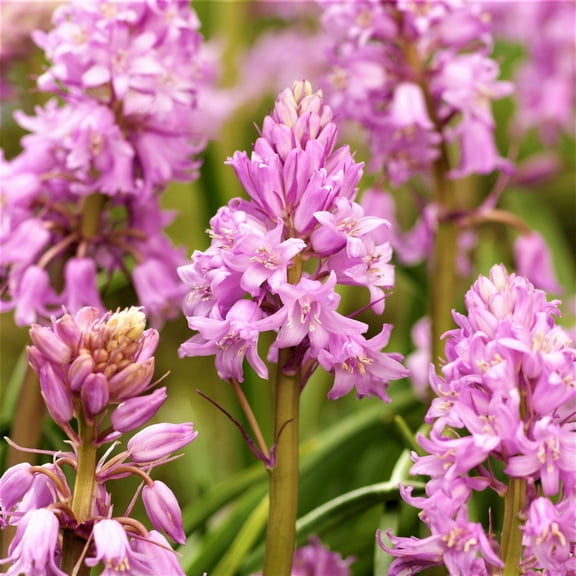 Easy to Grow Spanish Bluebells Pink 10 Plant Bulbs, Flowers Spring Zones 3-8