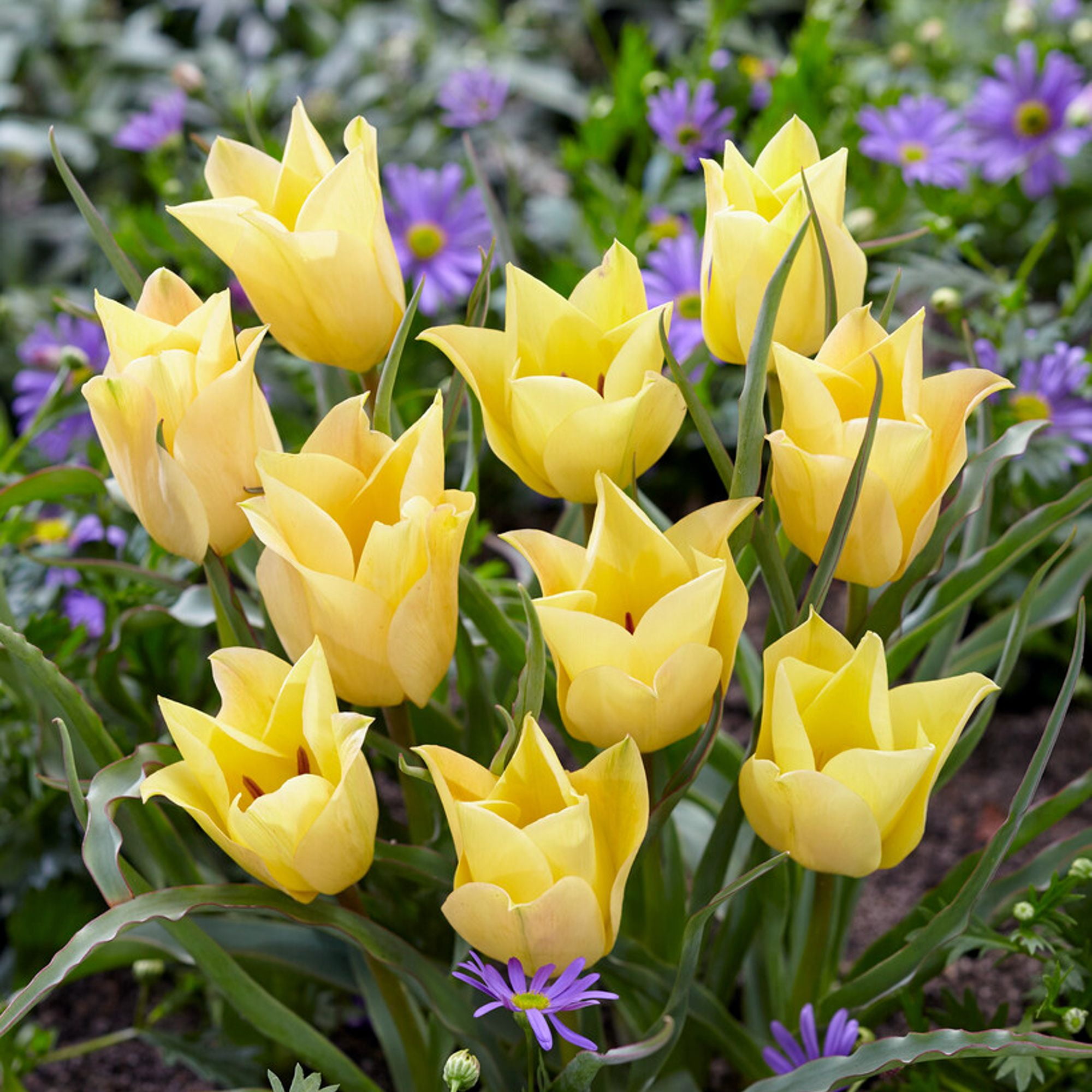 Easy to Grow Bulbs Tulip Batalinii Bright Gem - Thumbnail 2