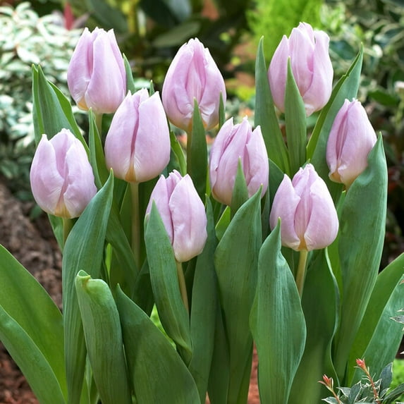 Easy to Grow Tulip Candy Prince 10 Plant Bulbs Single Group, Spring Zones 3-8