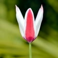 thumbnail image 1 of Easy to Grow Tulip Lady Jane 10 Plant Bulbs Species Group, Spring Zones 3-8, 1 of 5