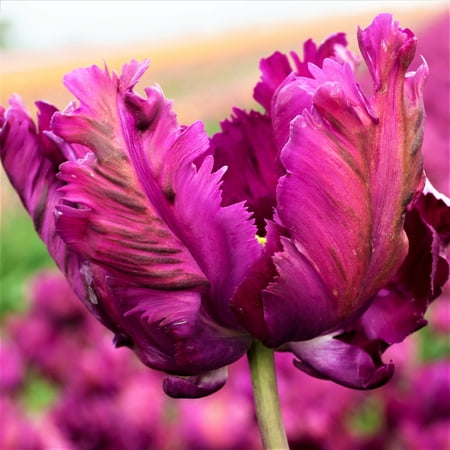 Easy to Grow Tulip Negrita Parrot 10 Plant Bulbs, Spring Zones 3-8