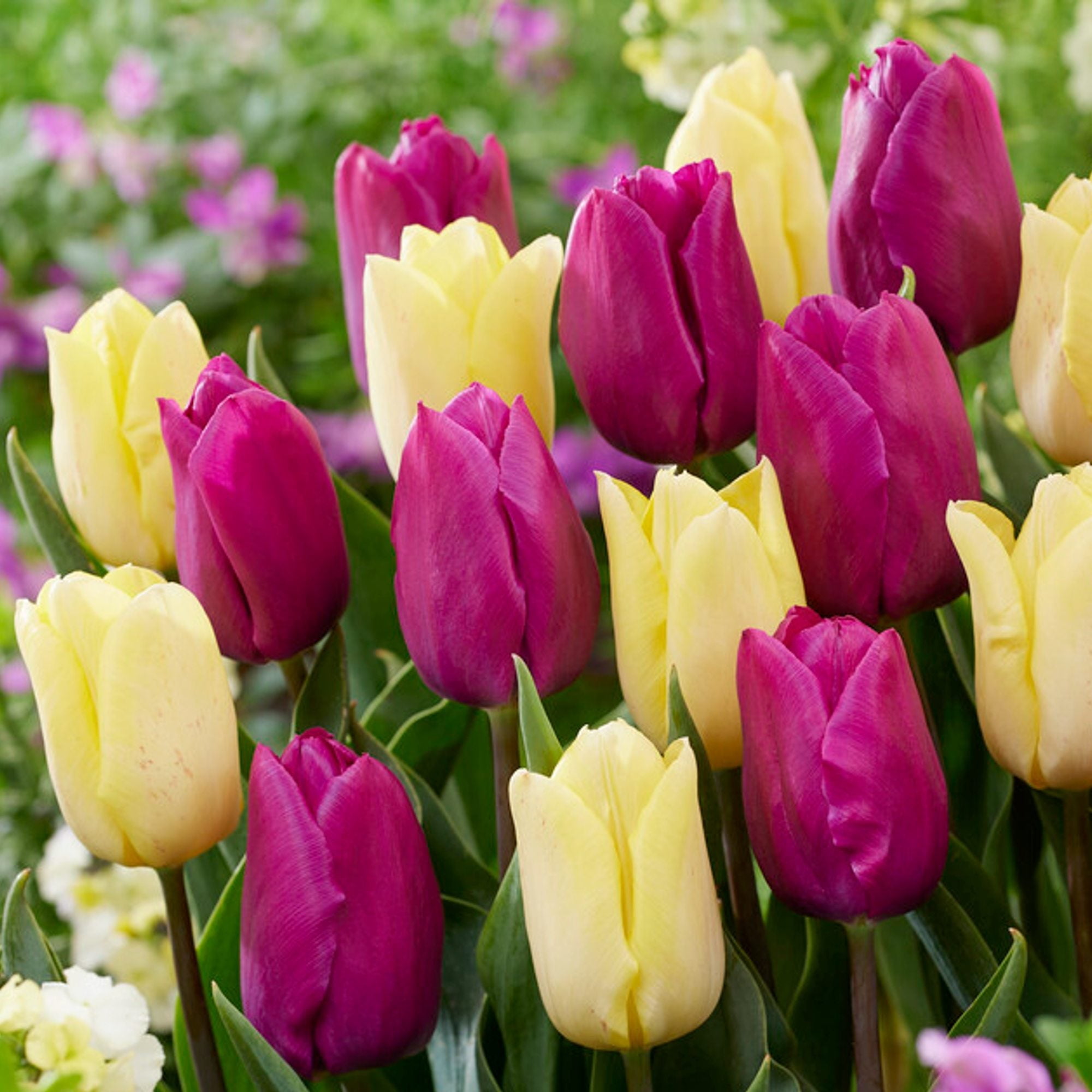 Easy to Grow Bulbs Tulip Mix - Thumbnail 2