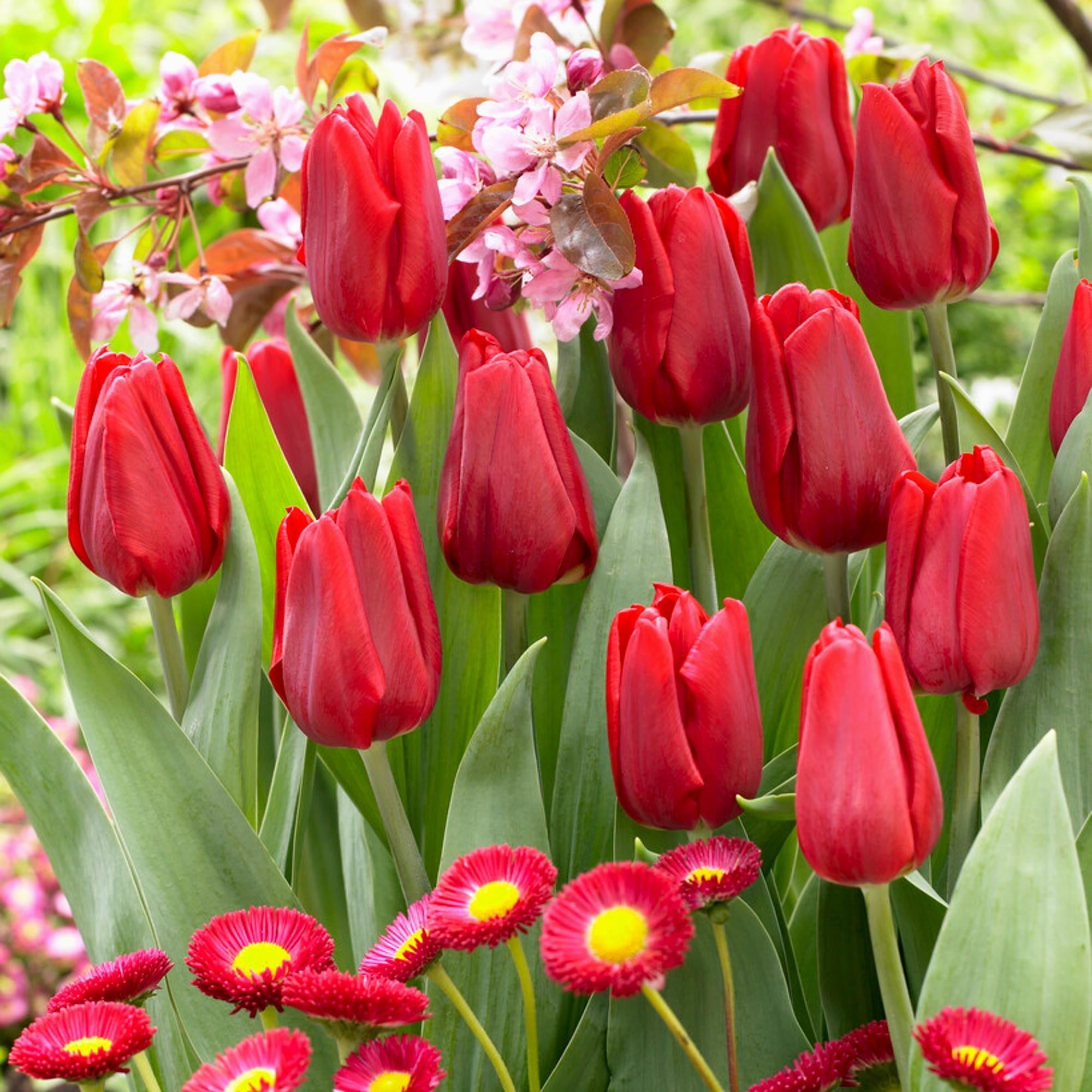 Easy to Grow Bulbs Tulip Ruby Prince