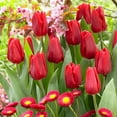 thumbnail image 1 of Easy to Grow Tulip Ruby Prince 10 Plant Bulbs Single Group, Spring Zones 3-8, 1 of 9