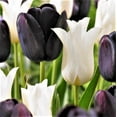 thumbnail image 1 of Easy to Grow Tulip Tuxedo Party Collection 20 Plant Bulbs, Spring Zones 3-8, 1 of 5