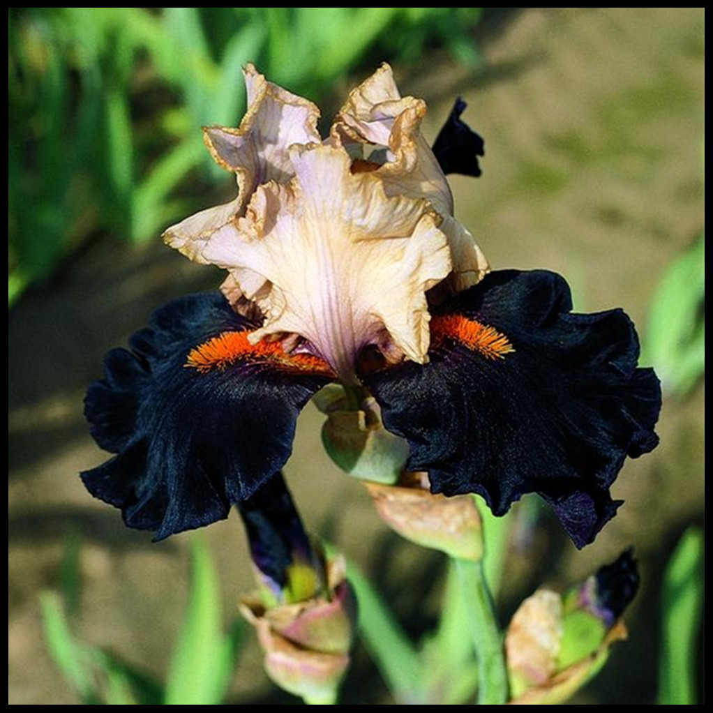 Iris bulbs, bearded iris bulbs，iris plant,Iris bulbs fior planting