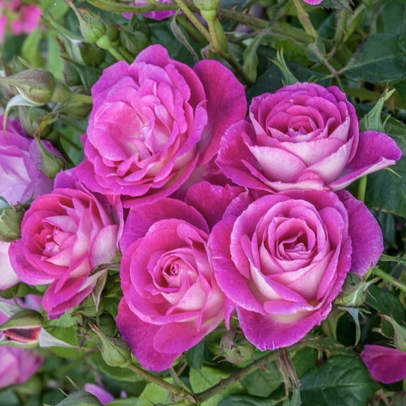 Easy to Please Floribunda Rose Dormant Bare Root Shrub (1-Pack)