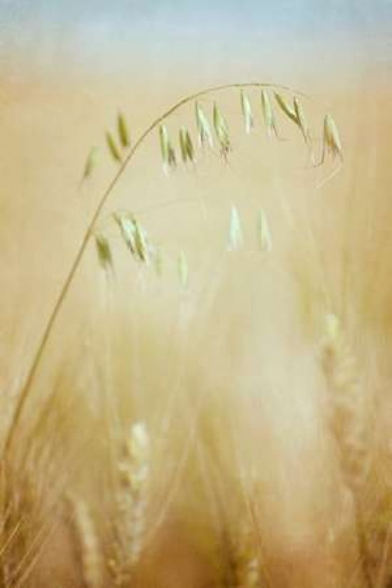 Eat Oats Canvas Art - Roberta Murray (24 x 36)