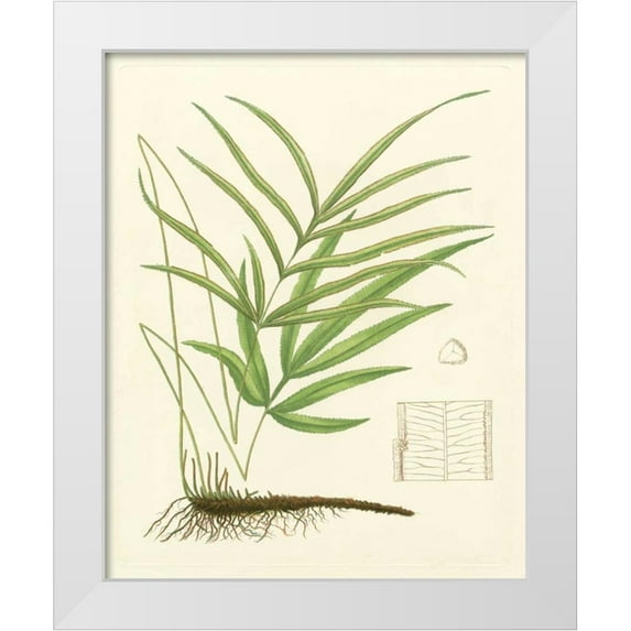 Eaton 12x14 White Modern Wood Framed Museum Art Print Titled - Eaton Ferns I