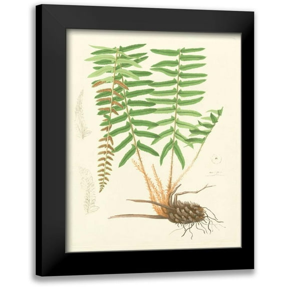 Eaton 20x24 Black Modern Framed Museum Art Print Titled - Eaton Ferns IV