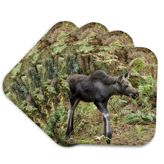 3drose, Eatonville, Wa, Usa. Moose Calf Walking., Set of 4 Coasters - Soft