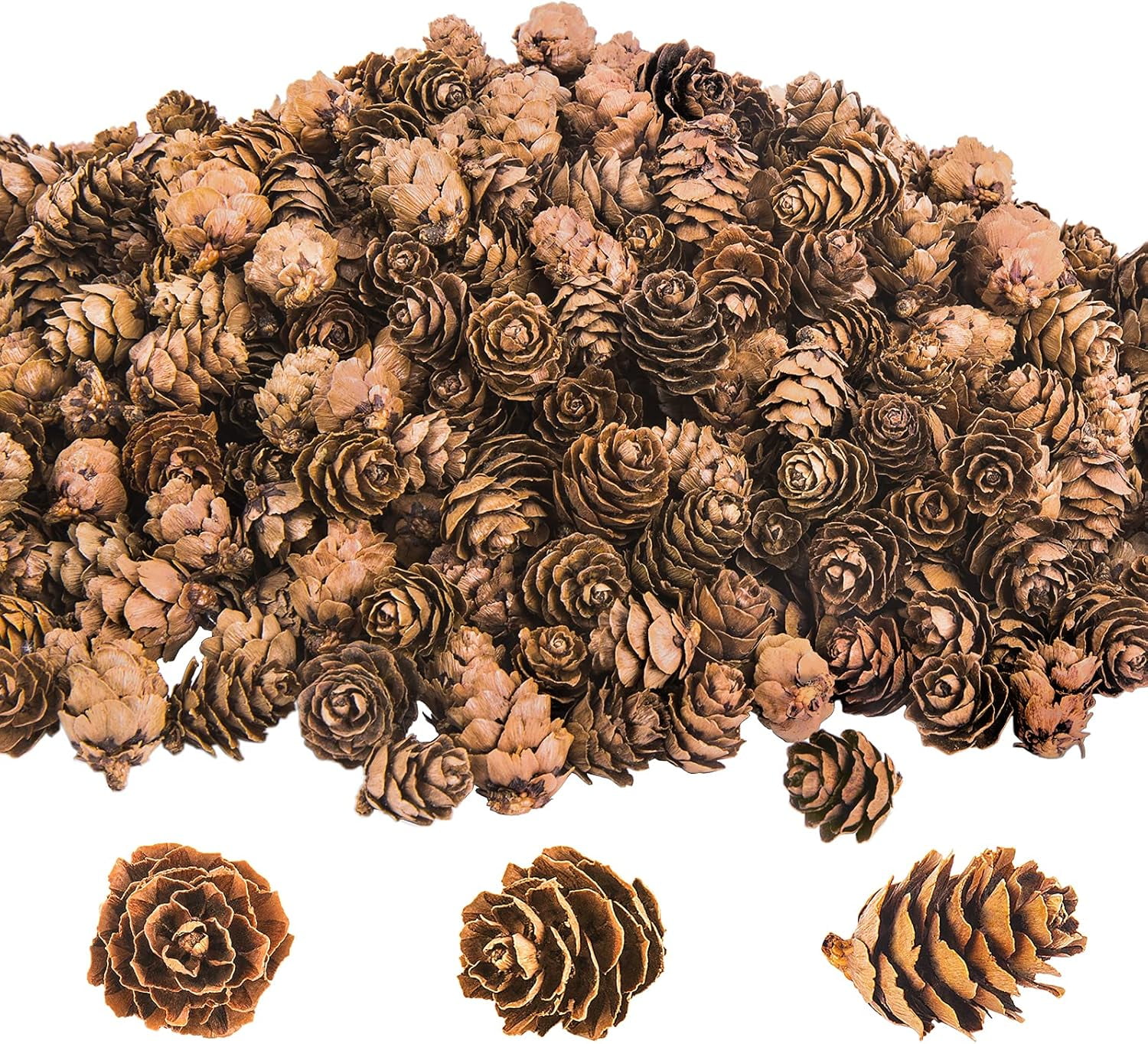 Ebaokuup 800 Pcs Mini Natural Pine Cones for Christmas Fall Wedding Crafts