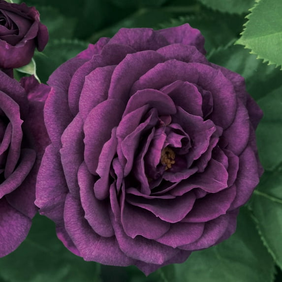 Direct Gardening Ebb Tide Floribunda Rose Bush Dormant Purple Flowering Bare Root Starter Plant