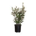 thumbnail image 1 of Expert Gardener Ebbing's Silverberry (2.5 Quart) Evergreen Shrub With Dark Green Leaves With A Silver Underside, 1 of 9