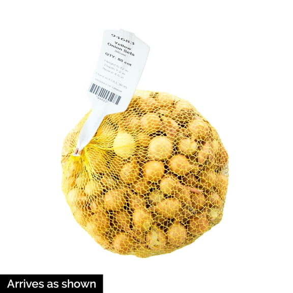 Direct Gardening Spanish Globe Onion Sets Dormant Bare Root Starter Bulbs - 80 pk