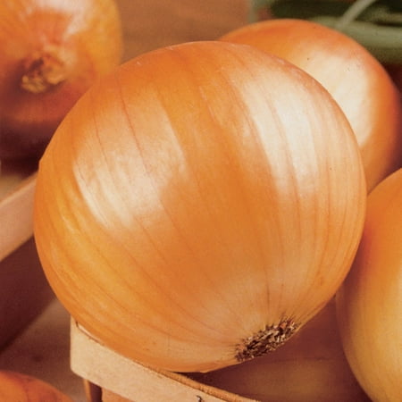 Direct Gardening Ebenezer Yellow Onion Sets Dormant Bare Root Starter Bulbs - 80 per pack