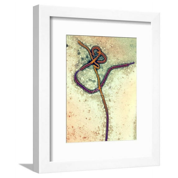 Ebola Virus Particles, TEM, Framed Art Print Wall Art by Ami Images Sold by Art.Com