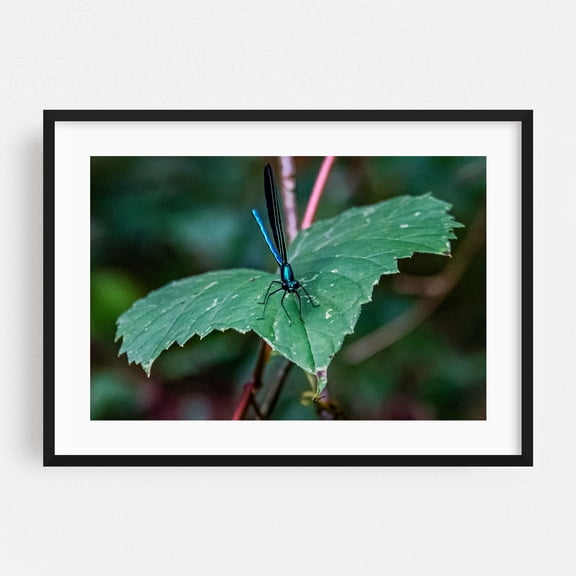 Ebony Jewelwing Damselfly - Pennsylvania Photography Insect Dragonfly Wildlife Nature Botanical Scenic Animal Black Framed Wall Art Print 16 x 24 inches