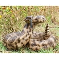 thumbnail image 1 of Ebros Realistic Diamondback Rattlesnake Hand Painted Taxidermy Statue 8.25"Long, 1 of 11