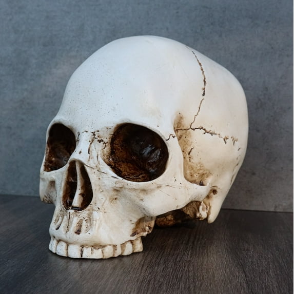 Ebros Realistic Homo Sapiens Jointed Human Half Jawless Skull Statue 7" Long