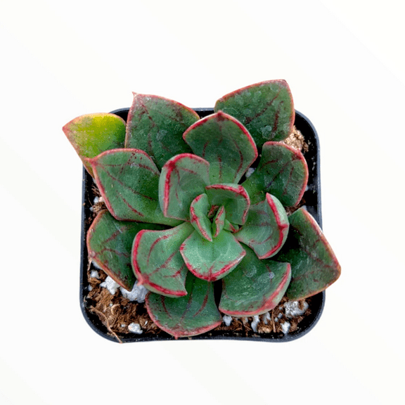 Echeveria 'Ana Lu' Succulent Live Plant 2 Inch for Indoor Outdoor Home Office Garden Decor