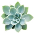 thumbnail image 1 of Echeveria Blue Atoll (2"+ Plastic Pot) - Tiny, Lovely, Easy to Care Rosette Succulents - Live Succulents for Home Indoor Place, 1 of 9