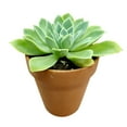 thumbnail image 1 of Echeveria Blue Atoll (4"+ Clay Pot) - Tiny, Lovely, Easy to Care Rosette Succulents - Live Succulents for Home Indoor Place, 1 of 9