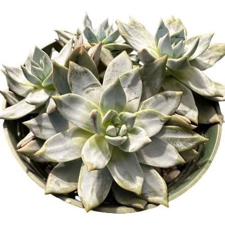 Echeveria Blue Bird Cluster in 6’inch Pot 3+ Heads