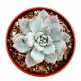 thumbnail image 1 of Echeveria 'Blue Bird' Succulent Live Plant 4" Bare Roots for Garden Decor, 1 of 6