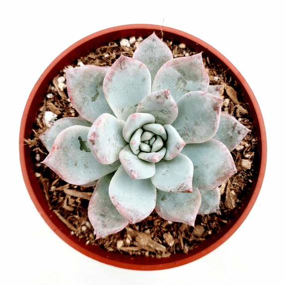 Echeveria 'Blue Bird' Succulent Live Plant 4" Bare Roots for Garden Decor