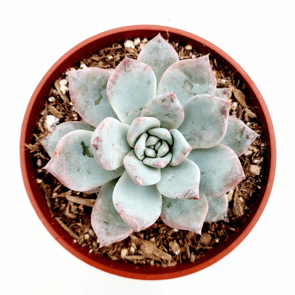Echeveria 'Blue Bird' Succulent Live Plant 4" Bare Roots for Garden Decor