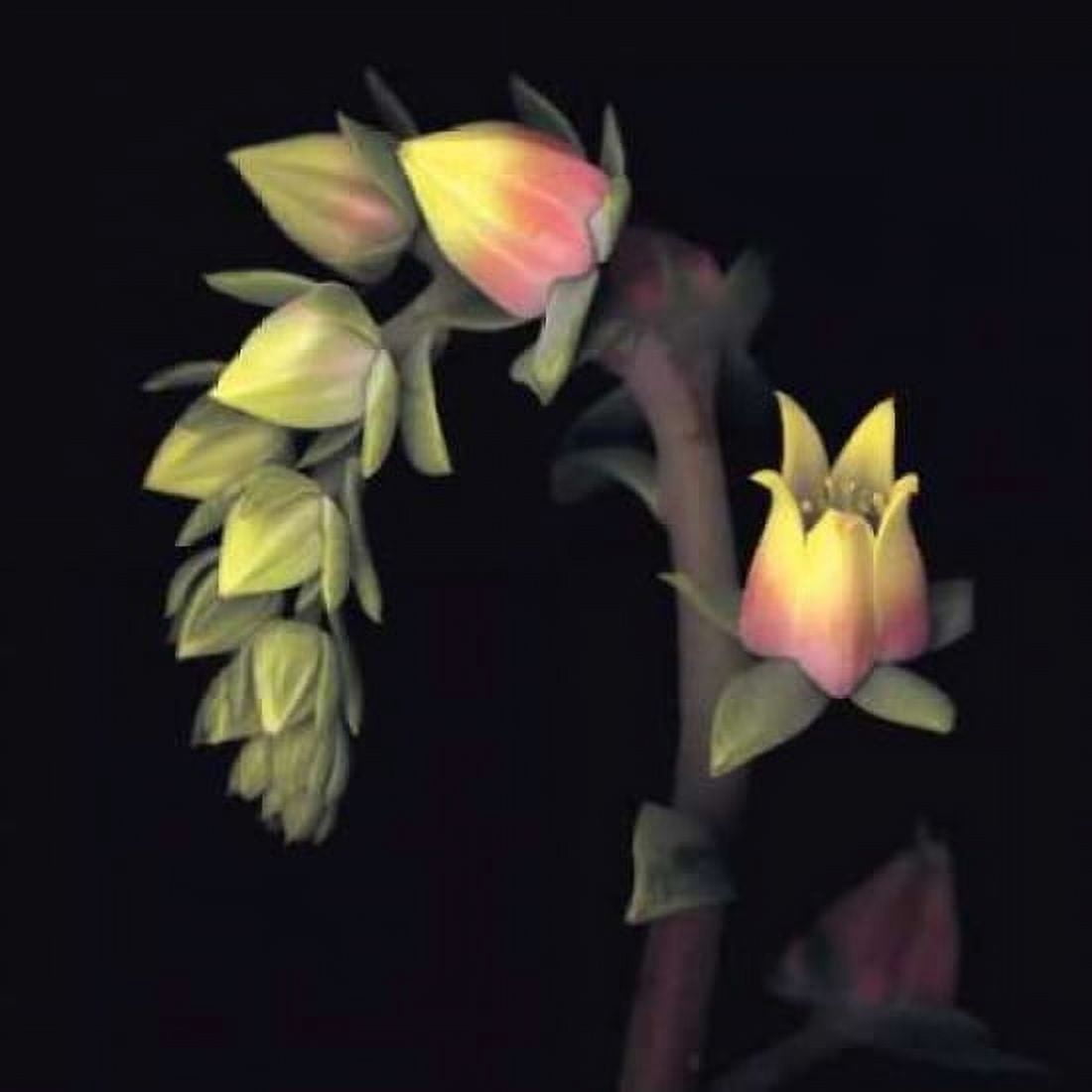 Echeveria Canvas Art - Andrew Levine (24 x 24)