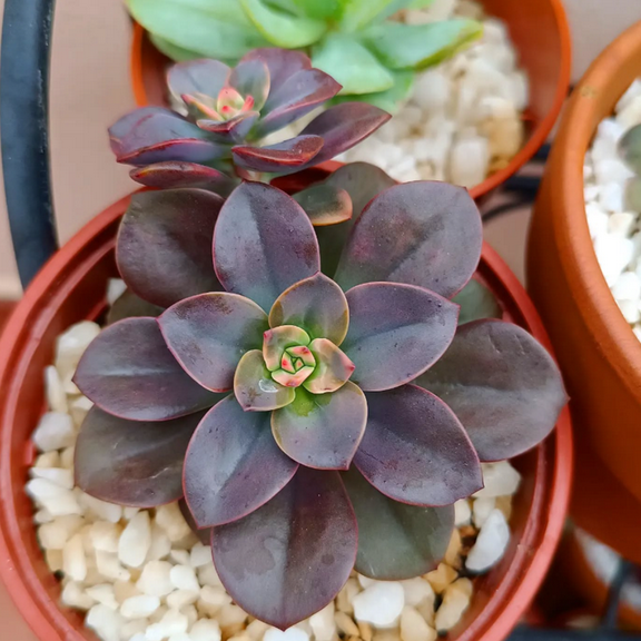 Echeveria Chroma 4 Multiple Heads Live Succulents
