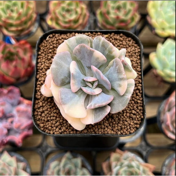 Echeveria 'Cubic Frost' Crest Succulent Live Plant 2 Inch for Indoor Outdoor Home Office Garden Decor