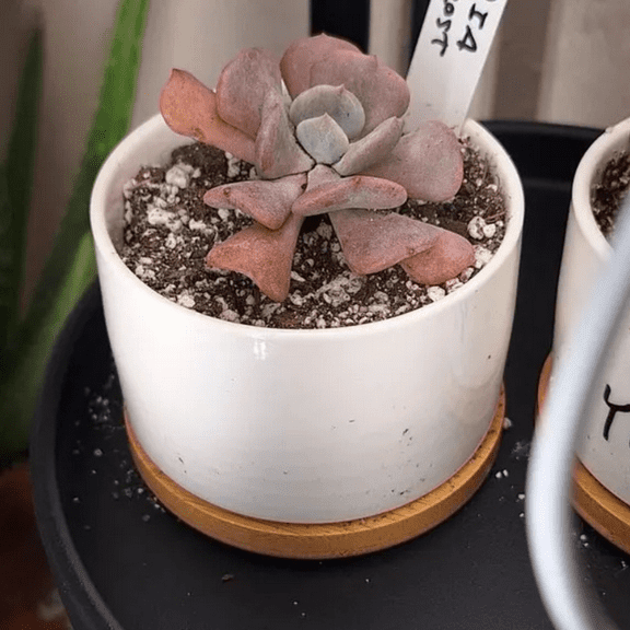 Echeveria Cubic Frost, Pink Succulent, Rare Plant, Live Plant in 2", 4" pot