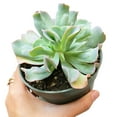 thumbnail image 1 of Echeveria Culibra (4"+ Plastic Pot) - Tiny, Lovely, Easy to Care Rosette Succulents - Live Succulents for Indoor Places, 1 of 5