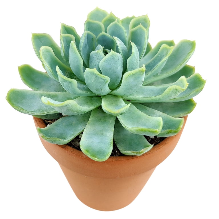 Echeveria Elegans (2"+ Clay Pot) - Mexican Snowballs - Tiny, Lovely, Easy  to Care Rosette Succulents - Live Succulents for Indoor Places - Walmart.com