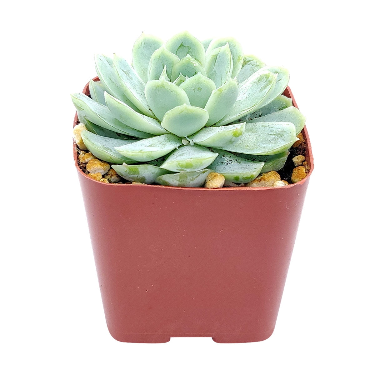 low plant pot Legacy Round Low Bowl Planter 24D X 9.5H / Single