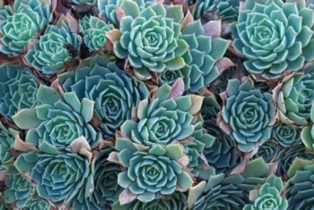 Echeveria Elegans Succulents New Zealand Canvas Art - David Wall DanitaDelimont (35 x 24)