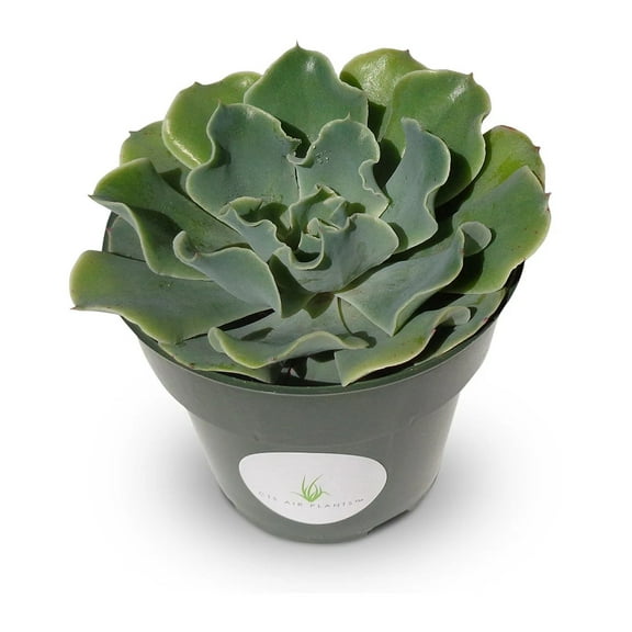 Echeveria Glauca Blue Rose Succulents, 4" Pot