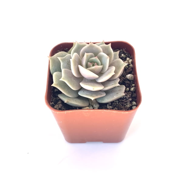 Echeveria Lola Succulents Live Potted Plants 2" Pot